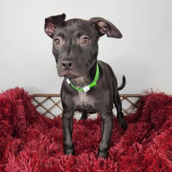Maine -  Pit Bull Terrier Dog for Adoption in Fort Wayne, Indiana - Maine | PetCurious