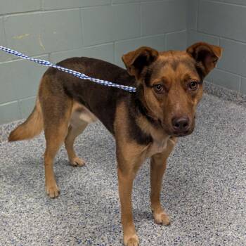 Shepherd Dogs Available for Adoption - Moose | PetCurious
