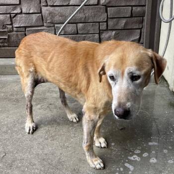 Piper 8515 -  Yellow Labrador Retriever Dog for Adoption in Loxahatchee Groves, Florida - Piper 8515 | PetCurious