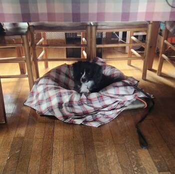 Pomeranian and Dachshund Dogs Available for Adoption in Ocean Township, New Jersey - Macy - Maybe Me? | PetCurious