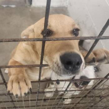 Panini -  Terrier and Mixed Breed Dog for Adoption in Evensville, Tennessee - Panini | PetCurious