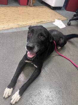 INGRID -  Labrador Retriever Dog for Adoption in San Antonio, Texas - INGRID | PetCurious
