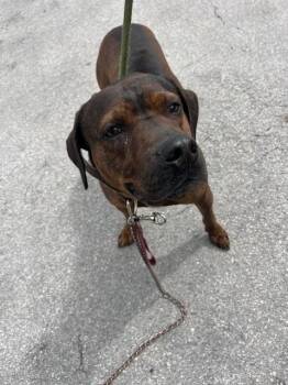 Terrier and Mixed Breed Dogs Available for Adoption in Doral, Florida - BOB | PetCurious