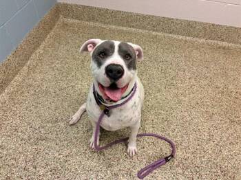 BUDDY -  Bullmastiff and Pit Bull Terrier Dog for Adoption in Colorado Springs, Colorado - BUDDY | PetCurious
