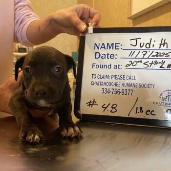 Rescue Black Labrador Retriever Dogs for Adoption in Valley, Alabama - Judith | PetCurious