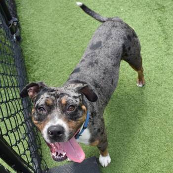 RUBEN -  Catahoula Leopard Dog and American Staffordshire Terrier Dog for Adoption in Sarasota, Florida - RUBEN | PetCurious