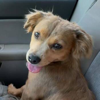 Chihuahua and Dachshund Dogs Available for Adoption in Helena, Alabama - Harley | PetCurious