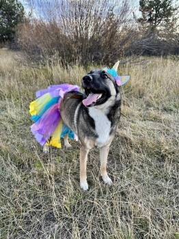 Rescue Husky Dogs for Adoption in Santa Monica, California - Bonnie | PetCurious