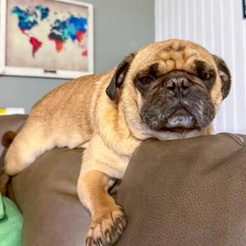 Pug Dogs Available for Adoption in Des Moines, Iowa - Milton | PetCurious