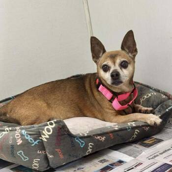 Chihuahua Dogs Available for Adoption in Union, Missouri - Mario DI 2 | PetCurious