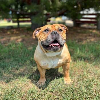 Dempsy--In Foster -  American Bulldog Dog for Adoption in Fargo, North Dakota - Dempsy--In Foster | PetCurious