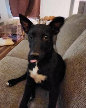 Gus -  Border Collie and Terrier Dog for Adoption in Millcreek, Utah - Gus | PetCurious