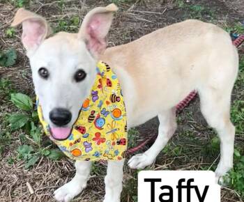 Taffy-Available 10/10 www.lhar.dog to apply -  Husky Dog for Adoption in Frederick, Maryland - Taffy-Available 10/10 Www.lhar.dog To Apply | PetCurious