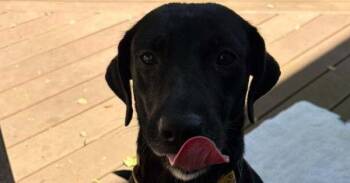 Capri Sun (26-101 D) -  Labrador Retriever and Mixed Breed Dog for Adoption in Lansing, Michigan - Capri Sun (26-101 D) | PetCurious