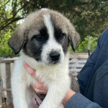 Anatolian Shepherd and Shepherd Dogs Available for Adoption in Pittsburg, Kansas - Icarus | PetCurious