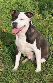 Momita -  Pit Bull Terrier Dog for Adoption in Princeton, Massachusetts - Momita | PetCurious