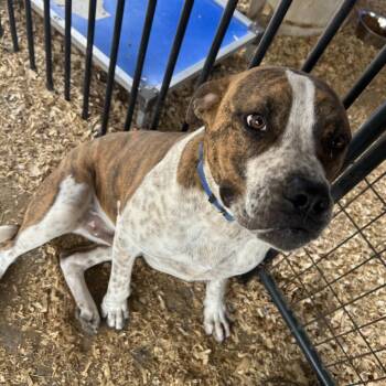 Potato -  Australian Cattle Dog Blue Heeler and Mixed Breed Dog for Adoption in Eufaula, Alabama - Potato | PetCurious