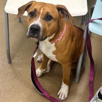 Winnie -  Terrier and Mixed Breed Dog for Adoption in Corpus Christi, Texas - Winnie | PetCurious