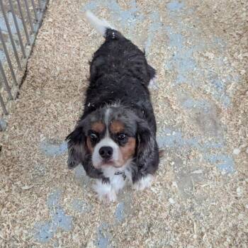 Rescue Cavalier King Charles Spaniel Dogs for Adoption in Rochester, Minnesota - Nigel | PetCurious