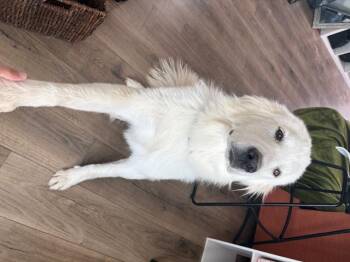 Great Pyrenees Dogs Available for Adoption in Quinlan, Texas - Bette SAT | PetCurious