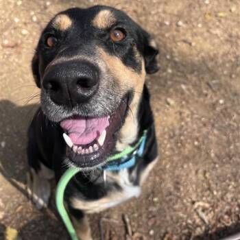 Samantha -  Mixed Breed Dog for Adoption in Bentonville, Arkansas - Samantha | PetCurious