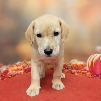 Ace -  Labrador Retriever and Mixed Breed Dog for Adoption in Griswold, Connecticut - Ace | PetCurious