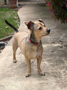 Chihuahua and Border Terrier Dogs Available for Adoption - Julian | PetCurious