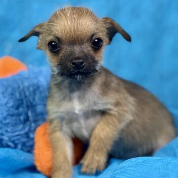 Chihuahua Dogs Available for Adoption - Peep: Teeny-Tiny | PetCurious