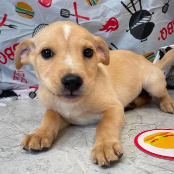 Mixed Breed Dogs Available for Adoption in Huntsville, Arkansas - Potato Salad | PetCurious