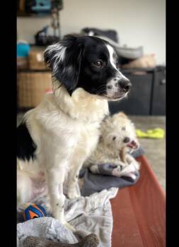 Ripley -  Cocker Spaniel and Poodle Dog for Adoption in Oakland, California - Ripley | PetCurious
