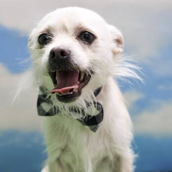 Marvin -  Chihuahua Dog for Adoption in Casa Grande, Arizona - Marvin | PetCurious