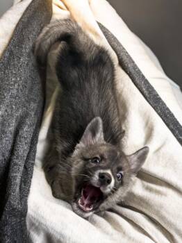 Ryder -  Siberian Husky Dog Available for Adoption in Sumter, South Carolina - Ryder | PetCurious