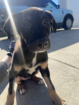 Mixed Breed Dogs Available for Adoption - Aurora  | PetCurious