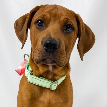 964 (2026) Diesel -  Boxer and Rottweiler Dog for Adoption in Parker, Colorado - 964 (2026) Diesel | PetCurious