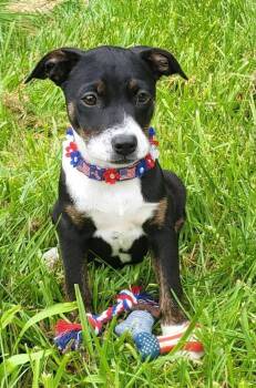 Janet Jackson -  Mountain Cur Dog for Adoption in Germantown, Ohio - Janet Jackson | PetCurious