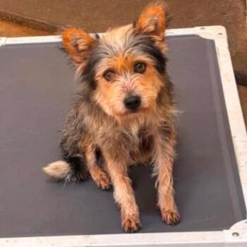 CT Ricky -  Terrier Dog for Adoption in Stormville, New York - CT Ricky | PetCurious