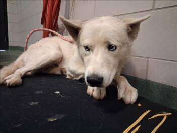 A176277 -  Mixed Breed Dog for Adoption in Santa Fe, New Mexico - A176277 | PetCurious