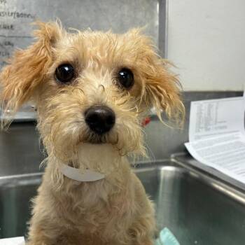 Lilly -  Maltese and Mixed Breed Dog for Adoption in Birmingham, Alabama - Lilly | PetCurious