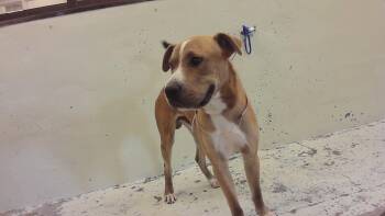 CYRUS -  Shar Pei and Mixed Breed Dog for Adoption in Houston, Texas - CYRUS | PetCurious