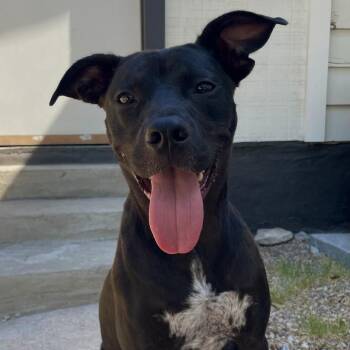Honey -  Pit Bull Terrier Dog for Adoption in Columbus, Georgia - Honey | PetCurious
