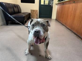 Rescue Pit Bull Terrier Dogs for Adoption in Pasadena, California - MAXIMUS | PetCurious