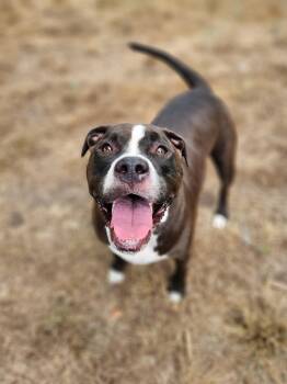 Bubba -  American Bully Dog for Adoption in Killeen, Texas - Bubba | PetCurious