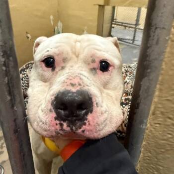 Pit Bull Terrier Dogs Available for Adoption in Newark, New Jersey - Easton | PetCurious