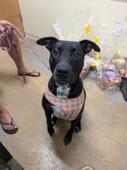 Rescue Mixed Breed Dogs for Adoption in Leander, Texas - Tilly | PetCurious