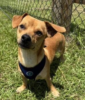 Peanut -  Chihuahua Dog for Adoption in Tarrytown, Georgia - Peanut | PetCurious