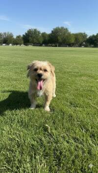 Rescue Norfolk Terrier Dogs for Adoption in Pumpkin Center, California - Socks | PetCurious