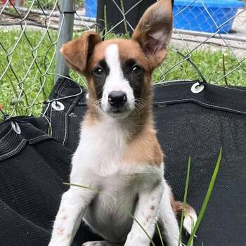 Leo Jay -  Australian Shepherd and Mixed Breed Dog for Adoption in Falls Church, Virginia - Leo Jay | PetCurious