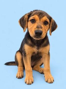 Millie -  Labrador Retriever and Mixed Breed Dog for Adoption in Bowling Green, Kentucky - Millie | PetCurious
