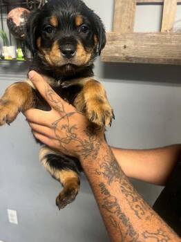 Rottweiler Dogs Available for Adoption in West Milwaukee, Wisconsin - (Light Blue) $650 | PetCurious