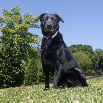 Mixed Breed Dogs Available for Adoption in Franklin, Tennessee - Luna | PetCurious